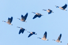 Lessons from geese